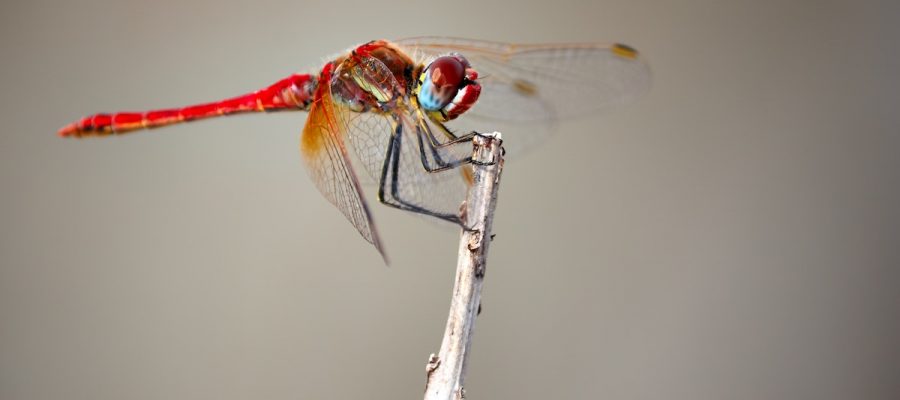 Bakersfield Pest Control Company, Pest Control Bakersfield